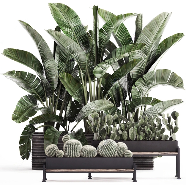 现代绿植 盆栽 热带植物3D模型